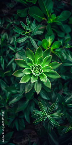 Planta suculenta brilhante com folhas cor de rosa