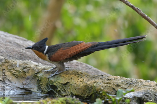 Chestnut-winged Cuckoo in Tampaton Temple Chonburi Thailand photo