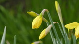 Narcis Or Narcissus Pseudonarcissus Seen In Spring. Vibrant Yellow Petals And Trumpet Shaped Corona.