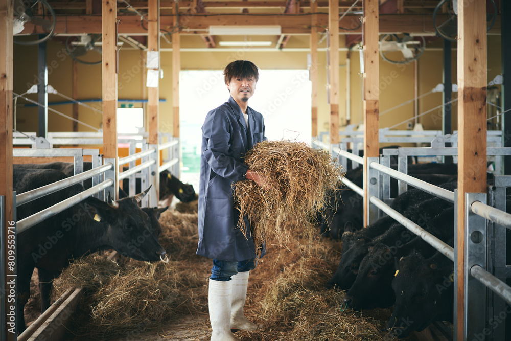早朝牛に餌を与える日本の畜産農家 早朝牛に餌を与える日本の畜産農家