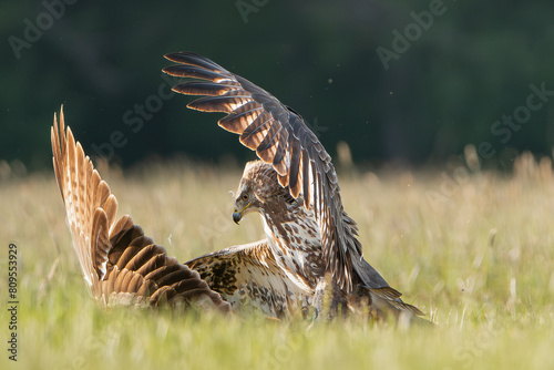 Common buzzards - Buteo buteo fighting on ground in spring green grass. Green background. Photo from Lubusz Voivodeship in Poland. photo