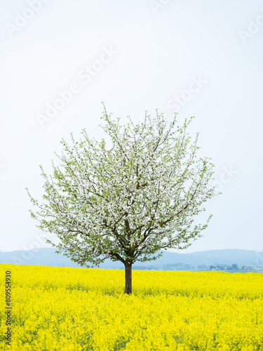 Blooming cherry trees in rapeseed field