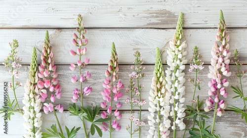 Pastel pink and white lupins on an antique white wooden backdrop aerial display of a floral arrangement with a nostalgic touch Charming summer arrangement with room for text and items photo
