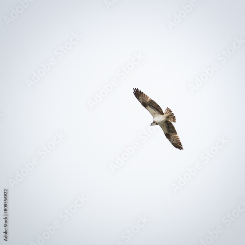 Osprey flying in the sky