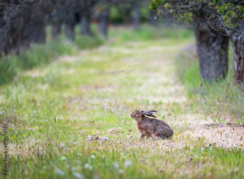 Hare sitting on a meadow at a planatation