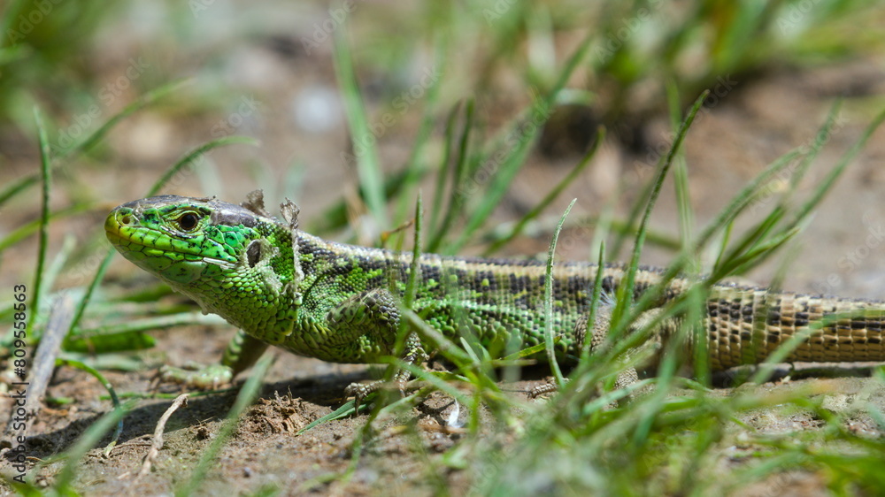 Lacerta agilis aka Sand lizard male is resting on sunny spot. Shed old skin. Most common reptile in Czech republic. Lacerta agilis aka Sand lizard male is resting on sunny spot. Shed old skin. Most common reptile in Czech republic.