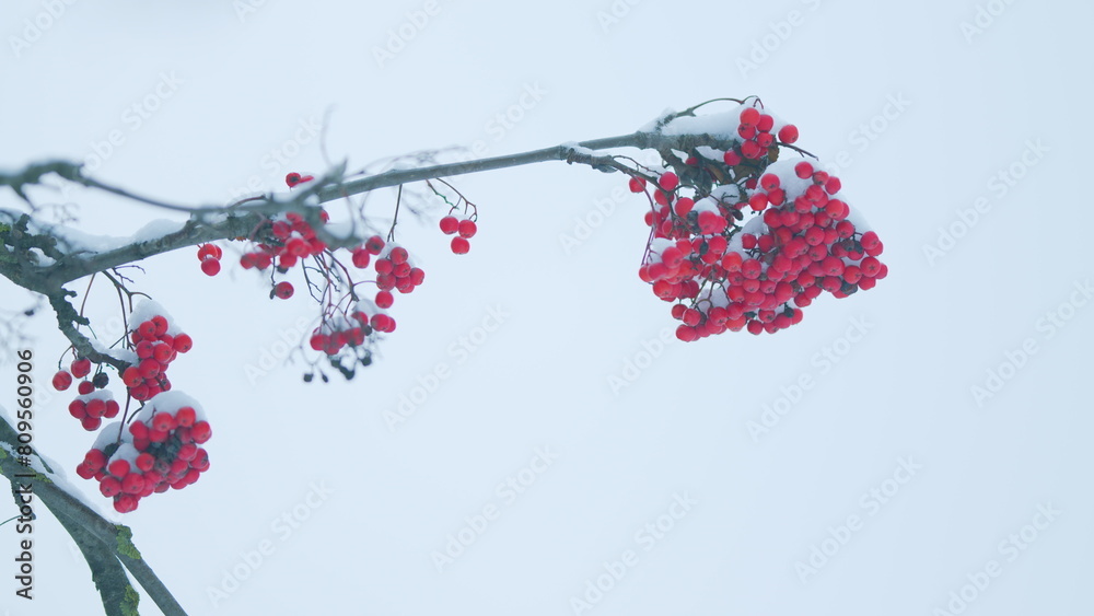 Red Rowan Berries Covered Snow. Beautiful Winter. Rowan Tree In Winter.