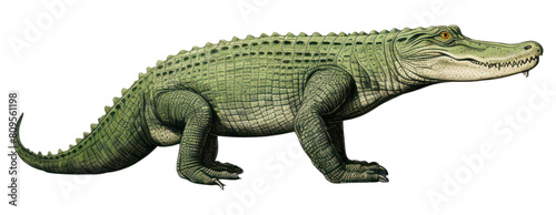 PNG Crocodile reptile animal lizard.