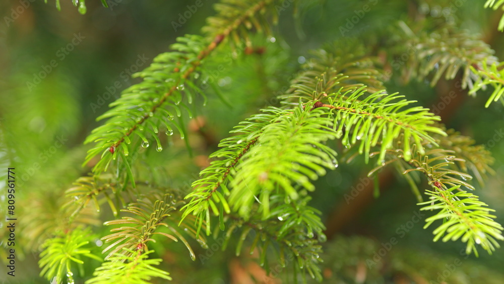 Spruce Tree Needles In Sunlight With Rain Drops On Needles. Coniferous Twig With Drop Of Water. Shallow depth of field.