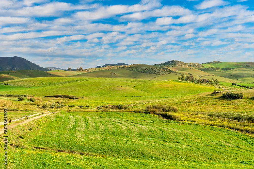 young spring field on hills of green rustic farmland with grass plants and garden. Countryside green spring or summer season landscape of farm with beautiful blue cloudy sky on background