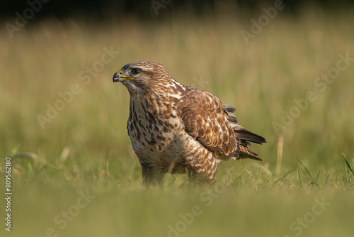 Common buzzard - Buteo buteo on ground in spring green grass. Green background. Photo from Lubusz Voivodeship in Poland. 