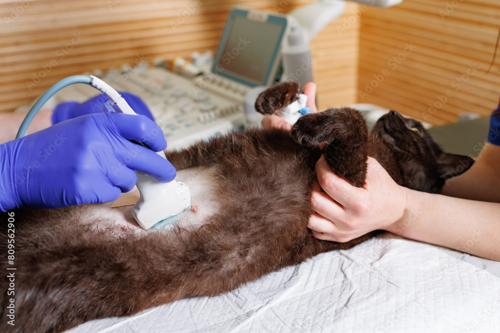 The abdominal cavity of a cat examined using ultrasound. The ...