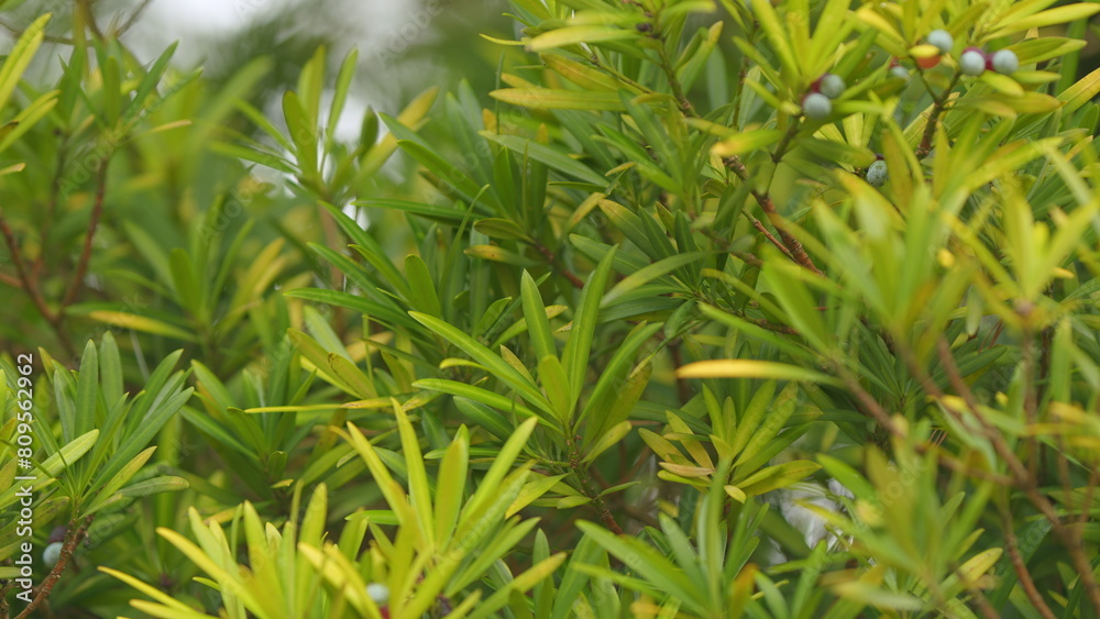 Obraz premium Christmas Tree With Berries. Podocarpus Macrophyllus Berries. Leaves Are Thick And Glossy. Selective focus.