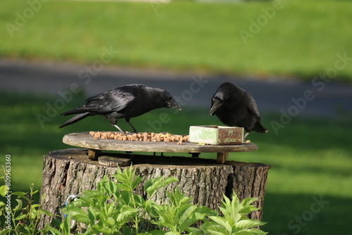 Zwei Krähen an einer Futterstelle mit Vogeltränke am frühen Morgen im Grünen photo