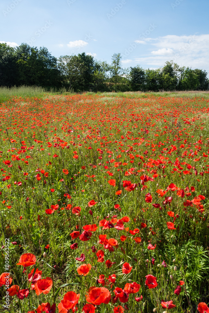 Poppy Papaver