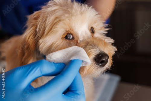 Photography doctor veterinarian drops drops for dogs, sore dog ears, drops for caring for so