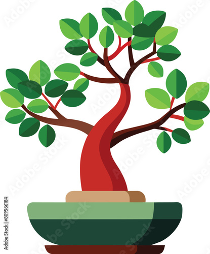 ficus bonsai tree vector illustration, Ficus retusa bonsai, Ara jejawi photo