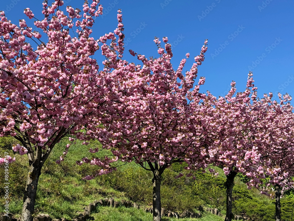 Sakura trees pink cherry blossom in the spring garden.