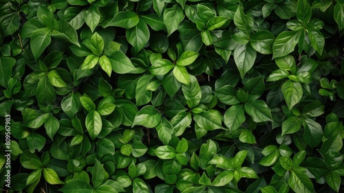 Wallpaper Mural The contrast of green flag leaves as a backdrop Torontodigital.ca