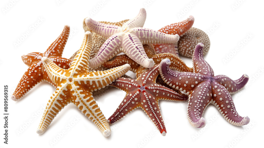 starfish isolated on white background starfish isolated on white background