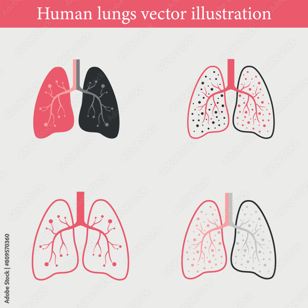 human lungs vector illustration human lungs vector illustration