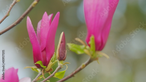 Blooming Pink Magnolia Flowers On The Branches Growing In Spring Park Or Botanical Garden. Close up.