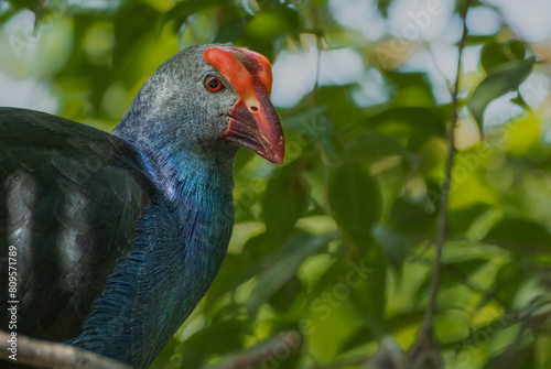 Foto The Purple Swamphen Porphyrio porphyrio is a species of bird in the rail family