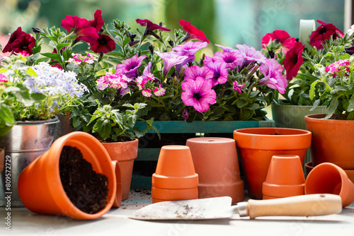 Pots and seedlings of colorful flowers in the garden