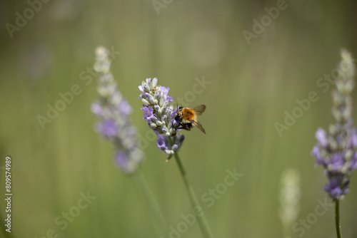 visuale macro di un ape su un fiore viola di lavanda su sfondo sfuocato