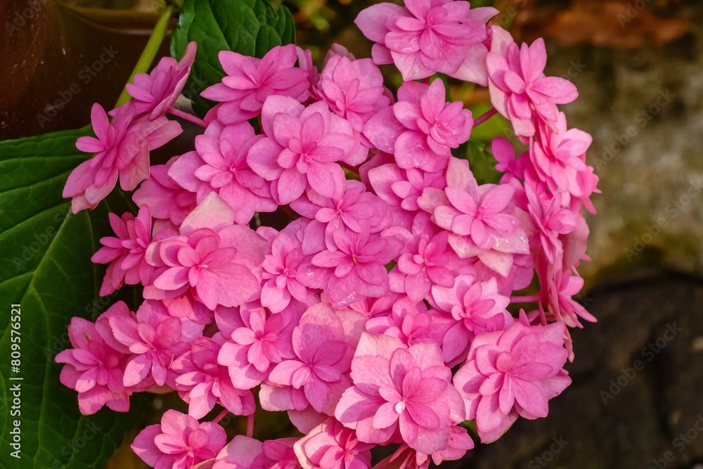 Hydrangea macrophylla 'You & me Love'. Close-up photo Hydrangea macrophylla 'You & me Love'. Close-up photo