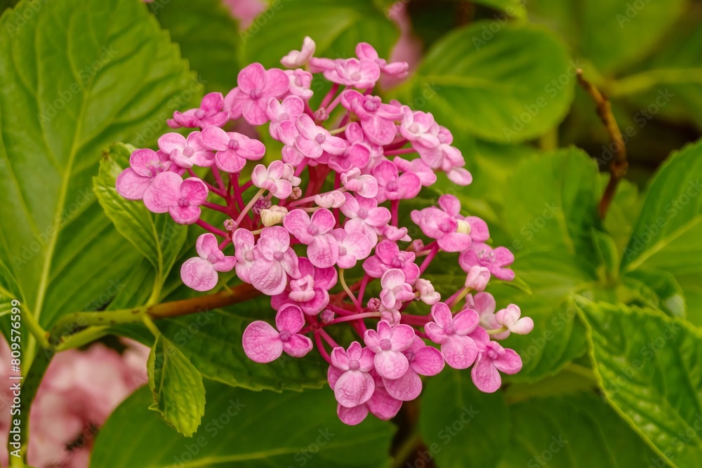 Hydrangea macrophylla 'Ayesha'. Pink flower head Hydrangea macrophylla 'Ayesha'. Pink flower head