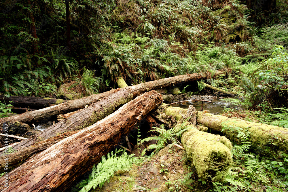 Fallen Trees at Van Damme State Park, Mendocino, California, USA Fallen Trees at Van Damme State Park, Mendocino, California, USA
