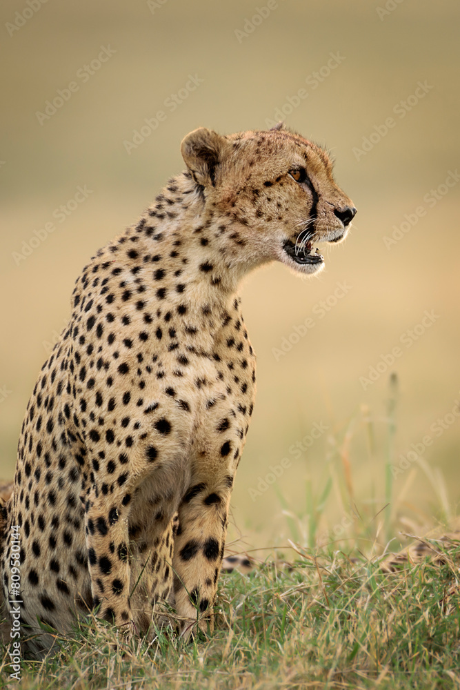 Cheetah seated, Maasai Mara, Kenya Cheetah seated, Maasai Mara, Kenya