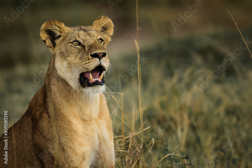 Murais de parede Lioness, Maasai Mara, Kenya