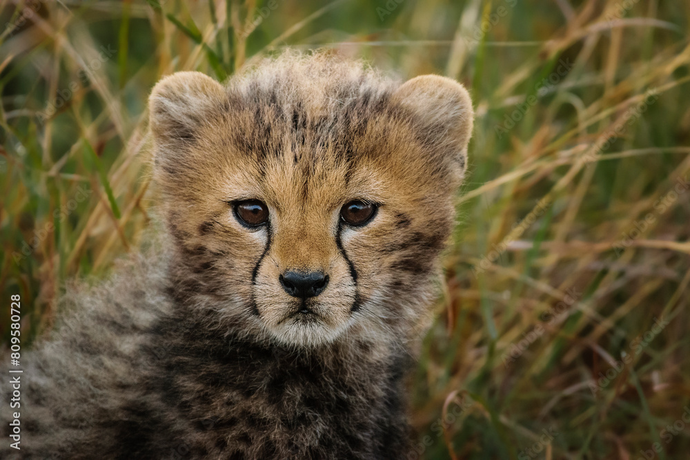Obraz premium Cheetah cub, Maasai Mara, Kenya