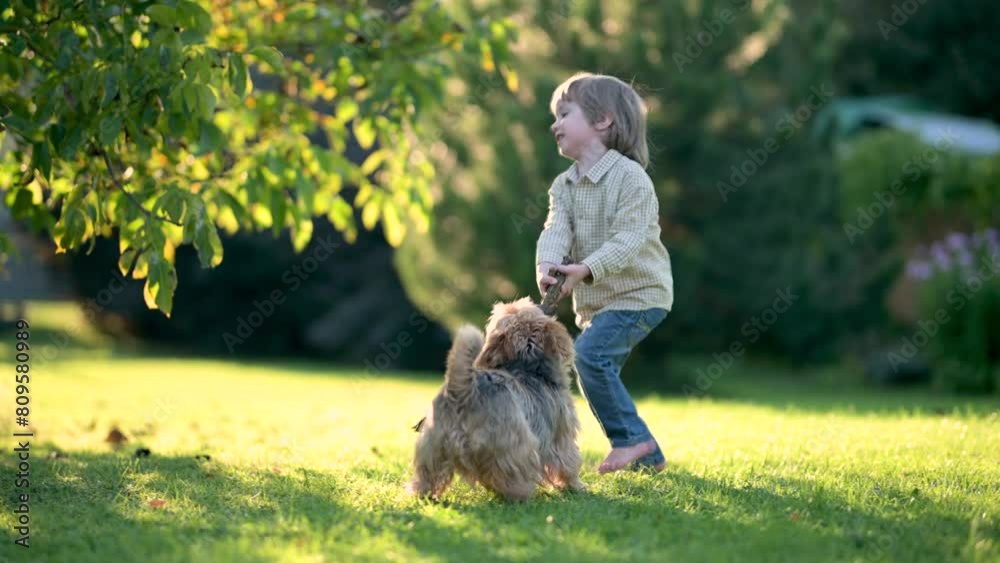 Funny cute little boy playing with pedigreed Australian terrier in sunny summer backyard or garden. Outdoor portrait of a boy with blue and sable tan purebred Australian terrier dog pet. Slow motion.