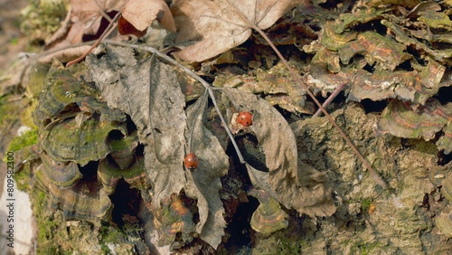 Old Mossy Stump In Forest On A Clear Spring Day. Fallen Leaves. Gimbal Shot.