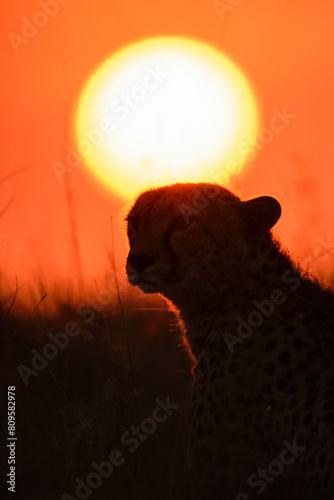 Cheetah at sunrise, Maasai Mara, Kenya photo