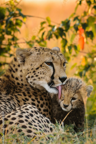 Photography Cheetah mother licking her cub, Maasai Mara, Kenya