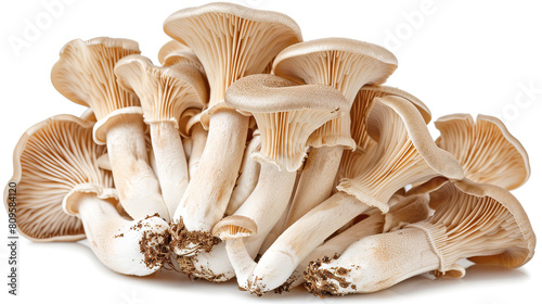 Oyster mushrooms isolated on a white background photo