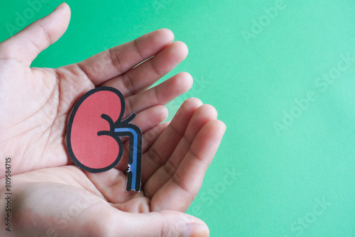 Hands holding kidney shaped paper, world kidney day, National Organ Donor Day, charity donation concept photo