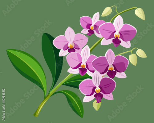 Orchid flowers with branch Vector  illustration 