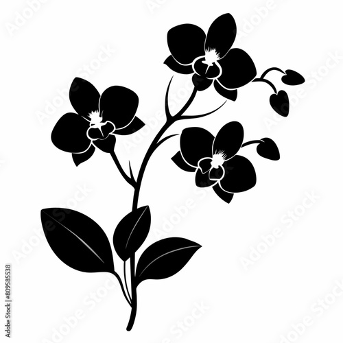 Orchid flowers with branch Vector silhouette illustration isolated on a white background.
