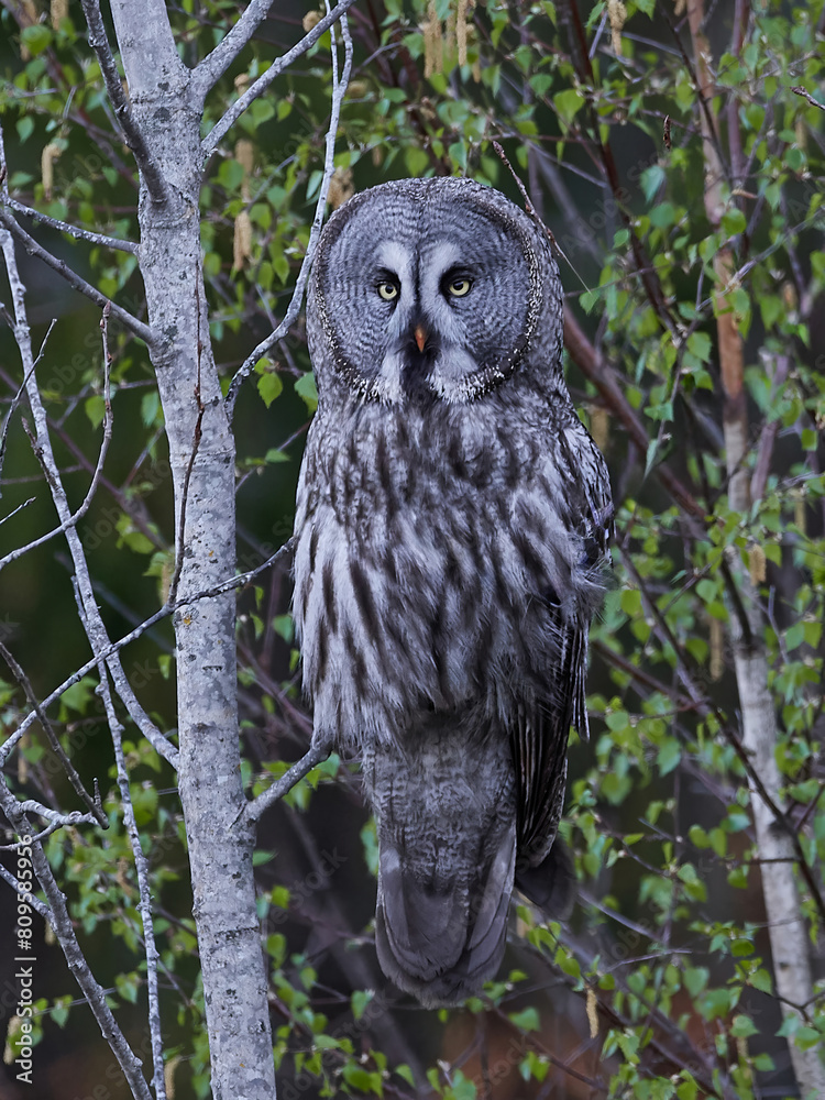 Great grey owl (Strix nebulosa)