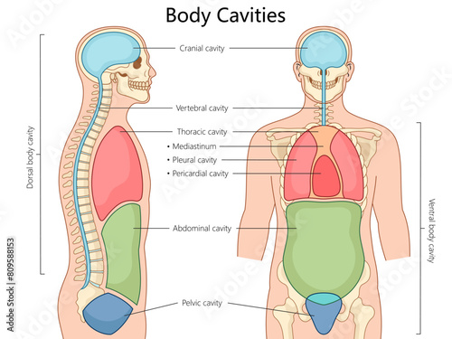 human body cavities, including cranial, thoracic, abdominal, and pelvic, in front and side views structure diagram hand drawn schematic vector illustration. Medical science educational illustration photo