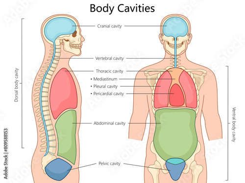 human body cavities, including cranial, thoracic, abdominal, and pelvic, in front and side views structure diagram hand drawn schematic vector illustration. Medical science educational illustration
