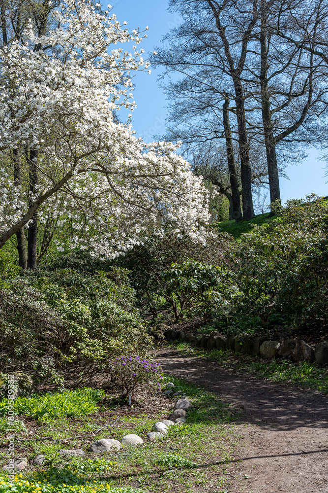 Flowering tree in city park Åbackarna along Motala Stream in Norrköping. Norrköping is a historic industrial town in Sweden. Flowering tree in city park Åbackarna along Motala Stream in Norrköping. Norrköping is a historic industrial town in Sweden.