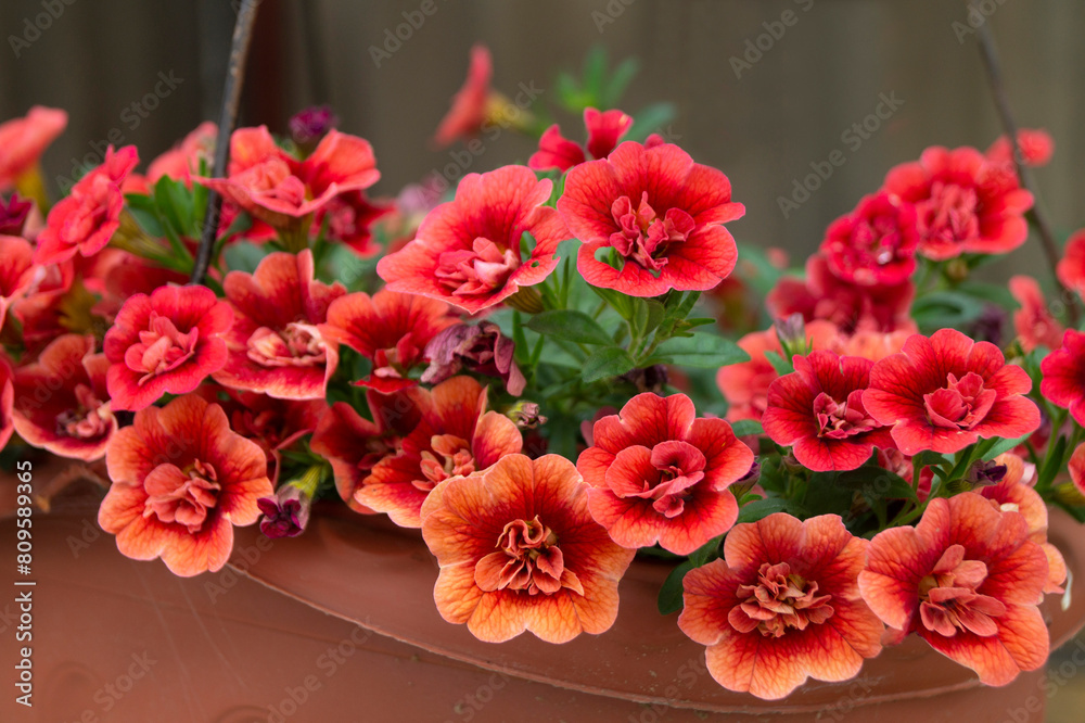 Fototapeta premium Calibrahoa Flower (Double Dark Red)
