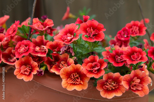 Calibrahoa Flower (Double Dark Red)