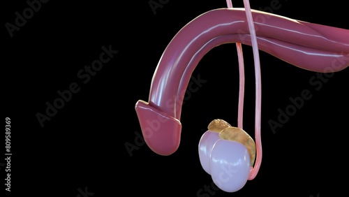 3d rendering of penis, testes and epididymis on the black background